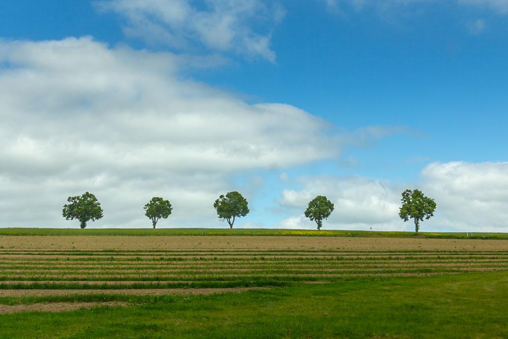 Nature